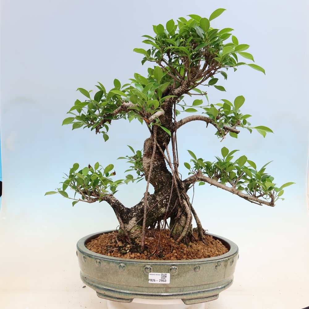 Camera bonsai - Ficus kimmen - ficus a foglie piccole