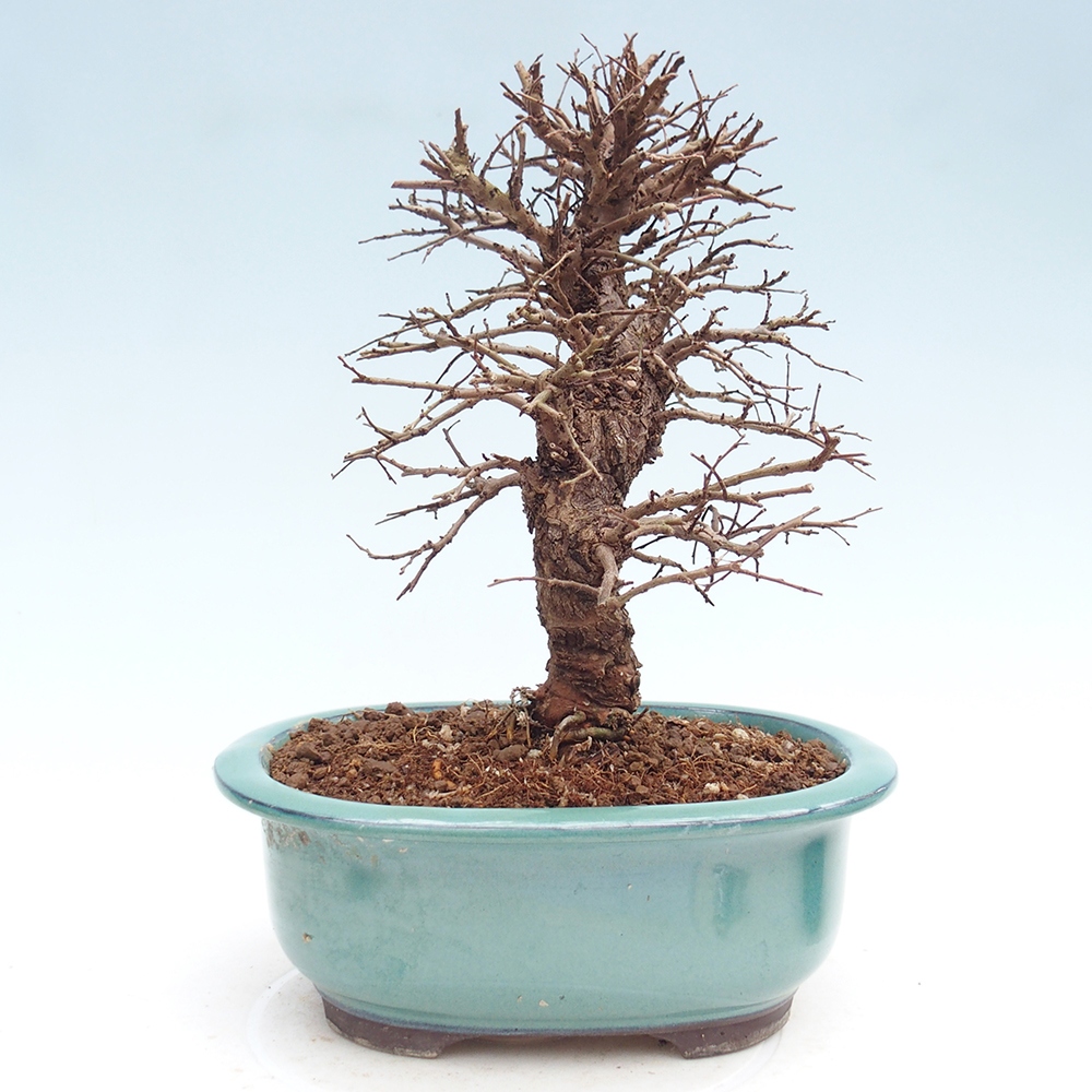Bonsai da esterno - Zelkova - Zelkova NIRE