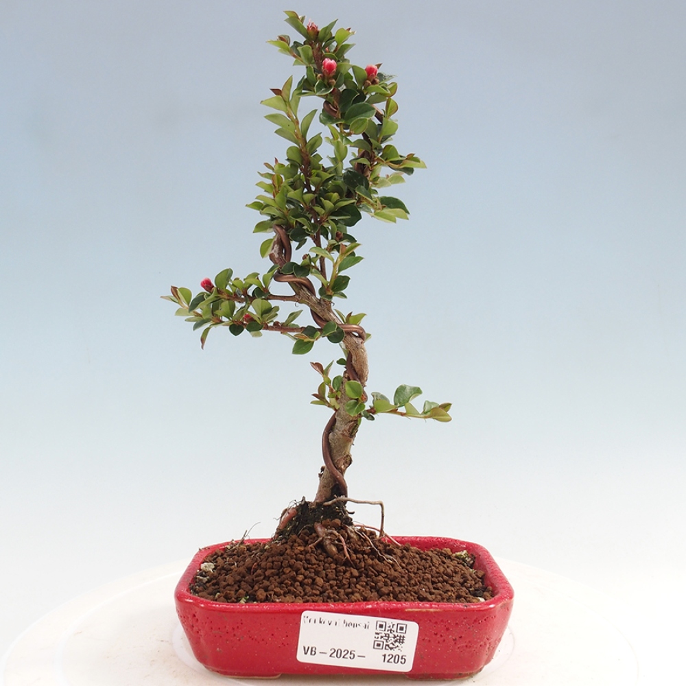 Bonsai da esterno-Cotoneaster horizontalis - Montagne Rocciose
