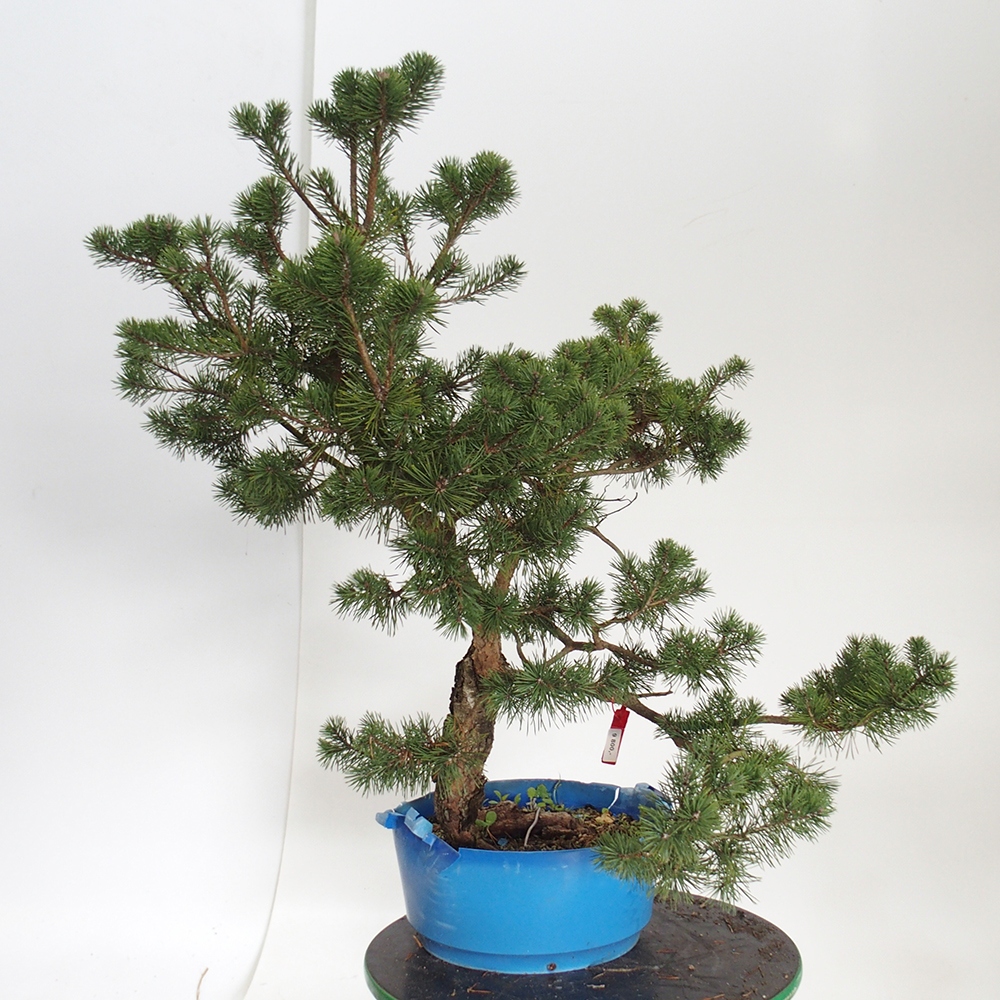 Yamadori - Pinus sylvestris Spagna