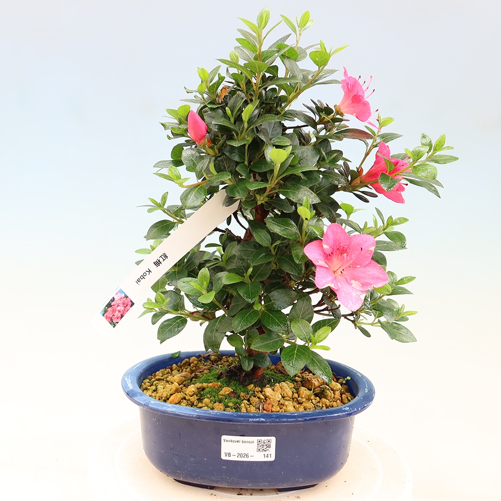 Bonsai da esterno - Azalea giapponese - Azalea Kobai
