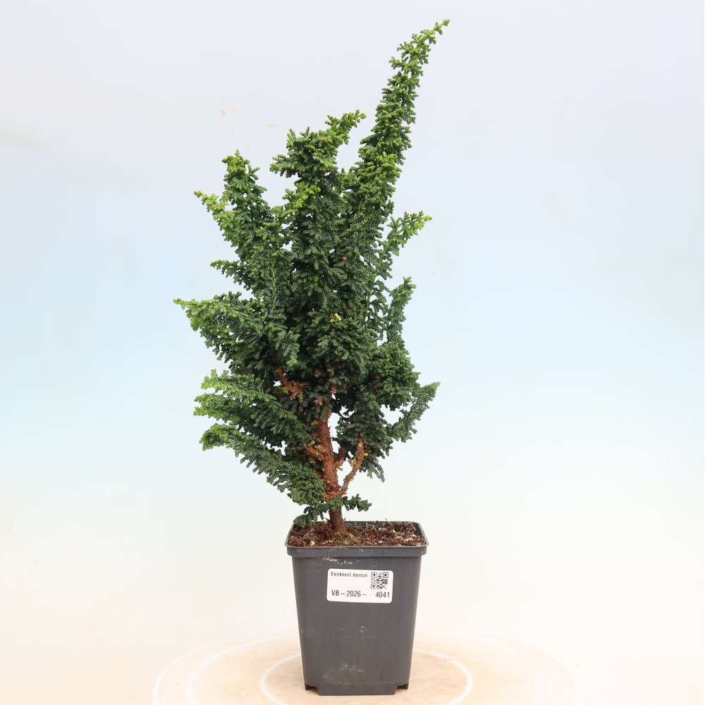 Bonsai da esterno - Cham. obtusa SEKKA HINOKI - Cipresso