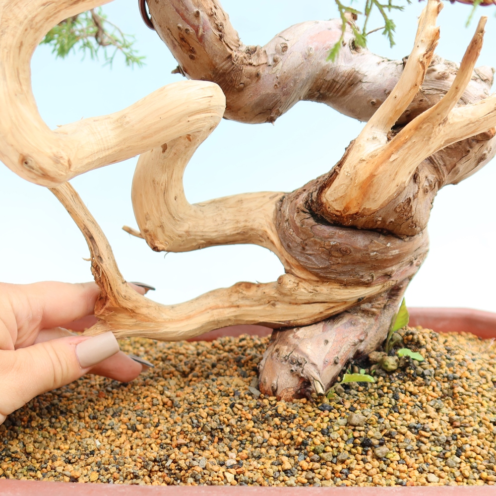 Bonsai da esterno - Juniperus chinensis Itoigawa-Juniperus chinensis