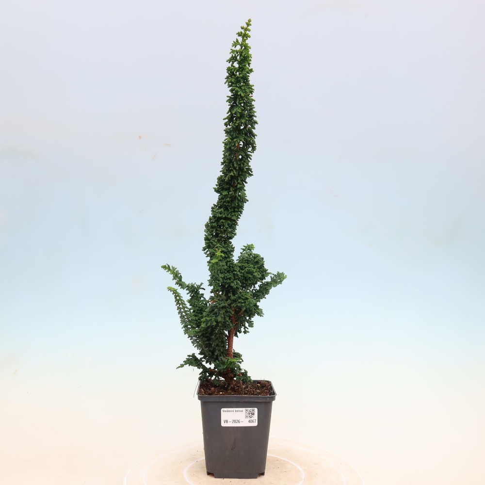 Bonsai da esterno - Cham. obtusa SEKKA HINOKI - Cipresso
