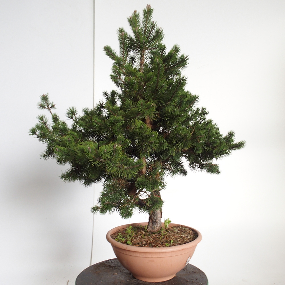 Yamadori - Pinus sylvestris Spagna
