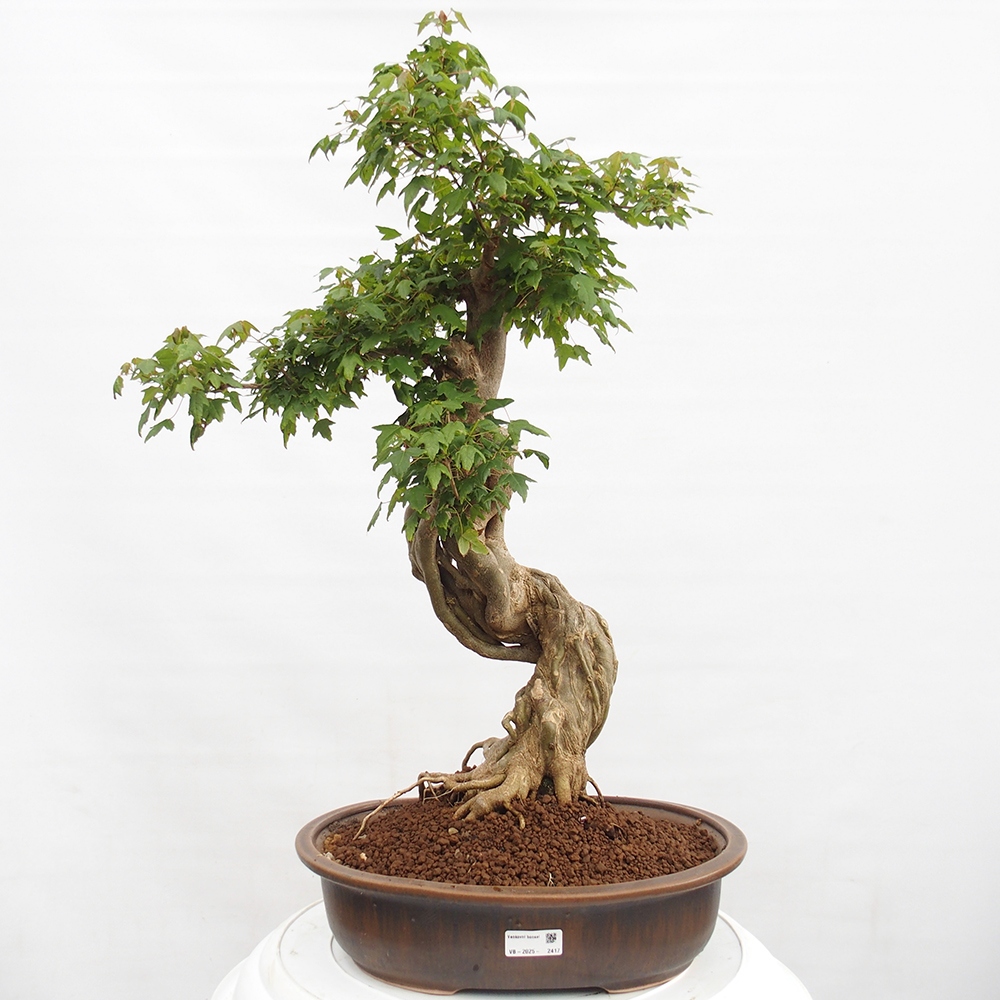 Bonsai da esterno - Acer Buergerianum - Acero di Burger