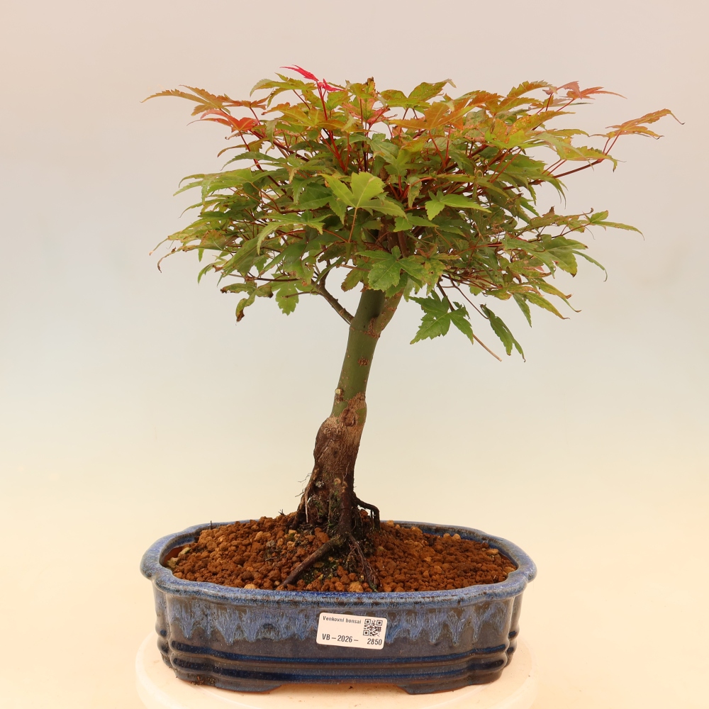 Acero norvegese - Acer palmatum Beni Tsukasa