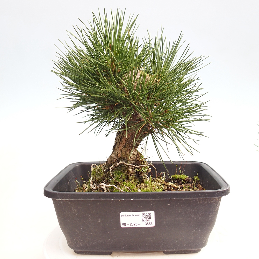 Bonsai da esterno - Pinus thunbergii - Pino di Thunberg