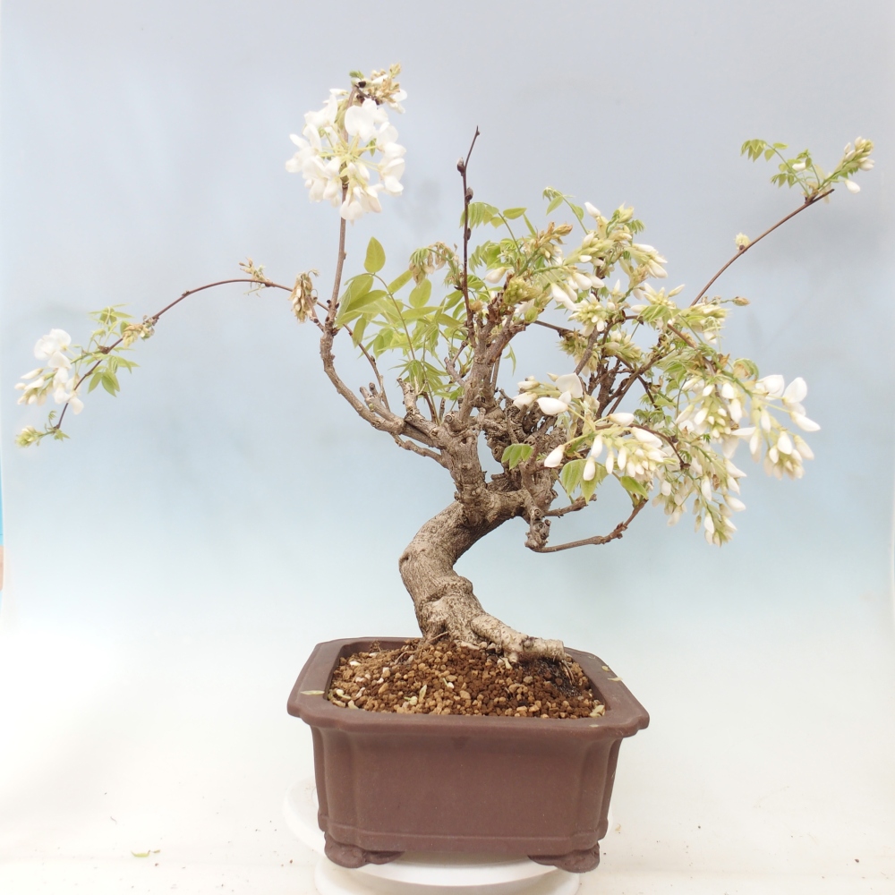 Bonsai da esterno - Vistaria - Glicine