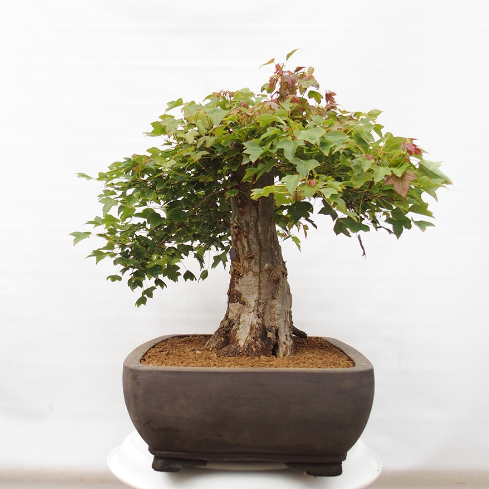 Bonsai da esterno - Acer Buergerianum - Acero di Burger