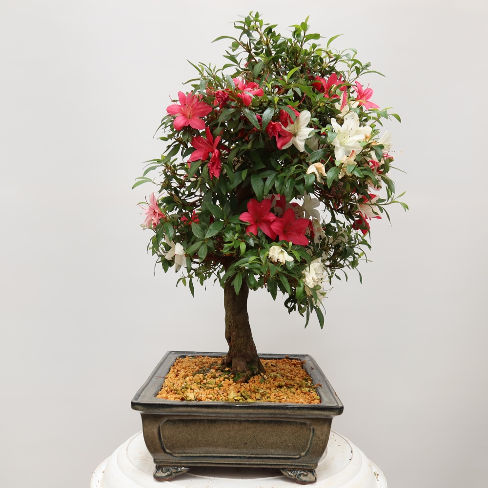 Bonsai da esterno - Azalea giapponese - Azalea satsuki