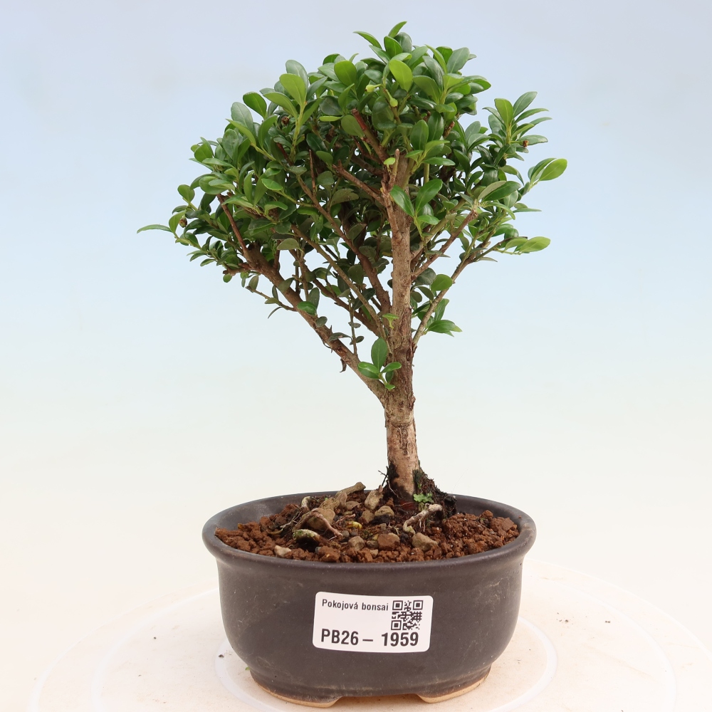 Camera bonsai - Ilex crenata - Agrifoglio