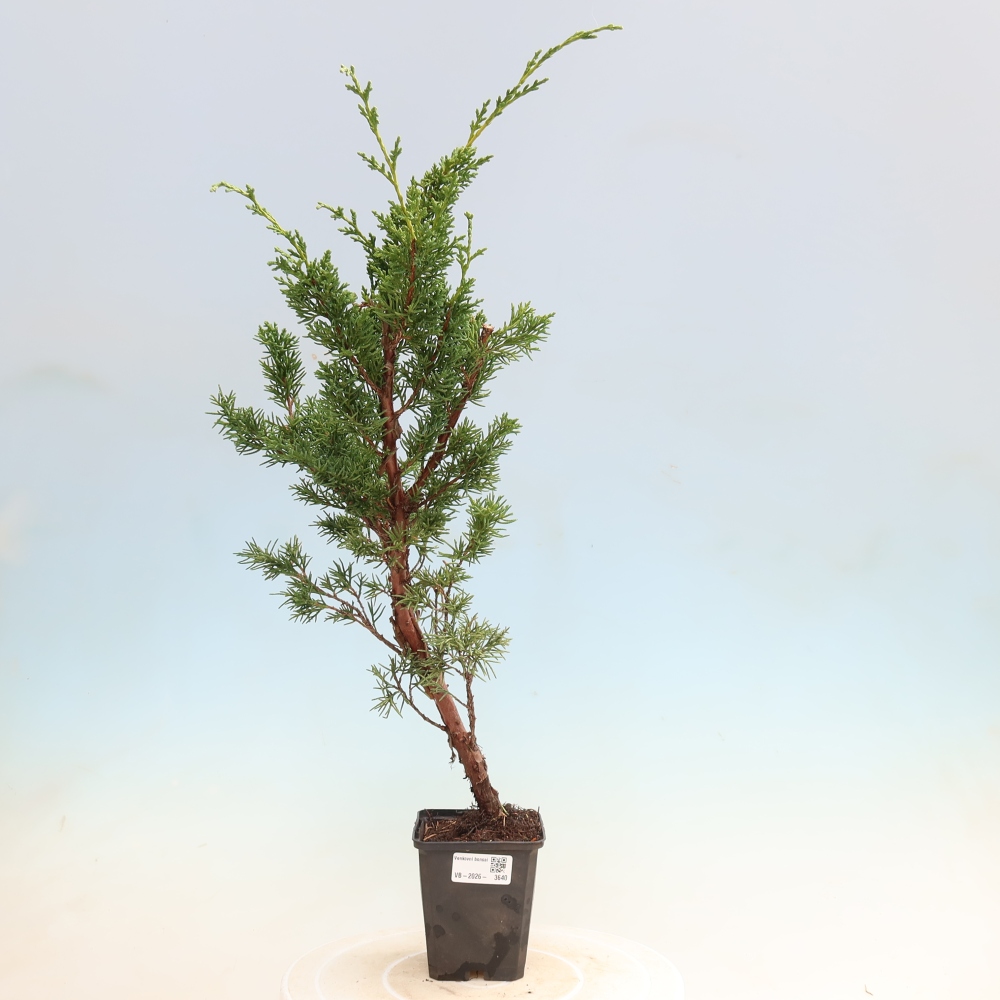 Bonsai da esterno - Juniperus chinensis Kishu
