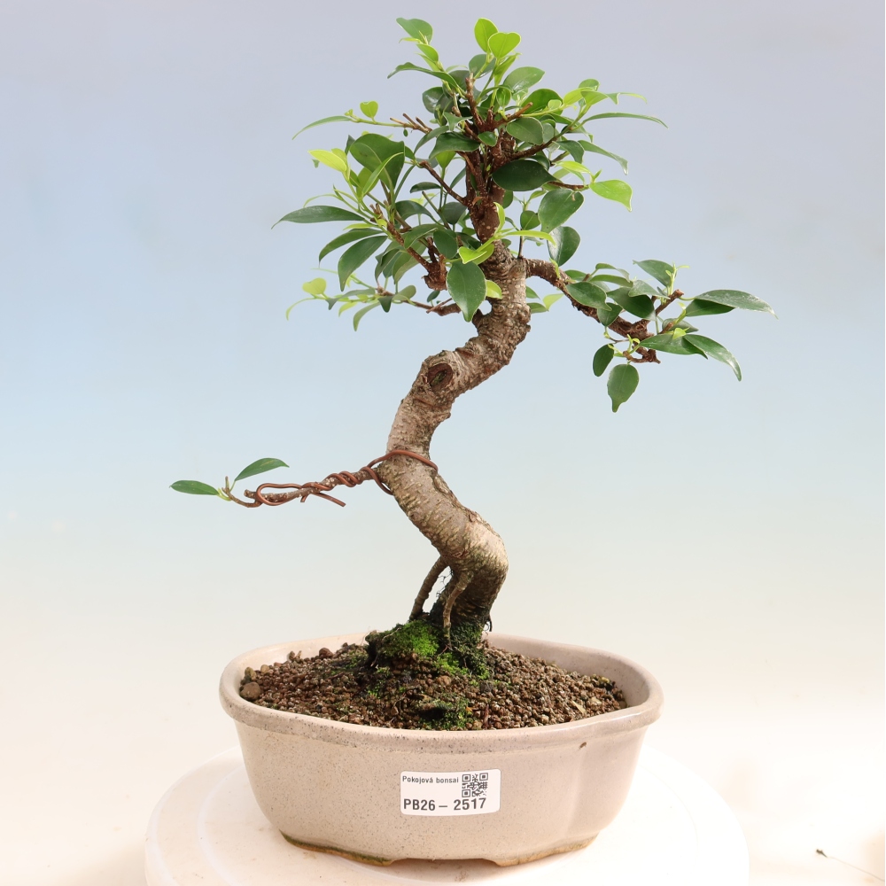 Camera bonsai - Ficus retusa - ficus a foglie piccole