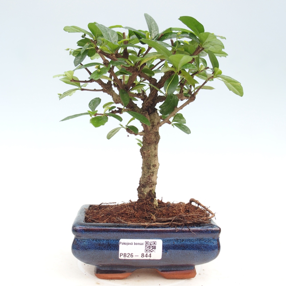 Camera bonsai - Carmona macrophylla - Tea fuki