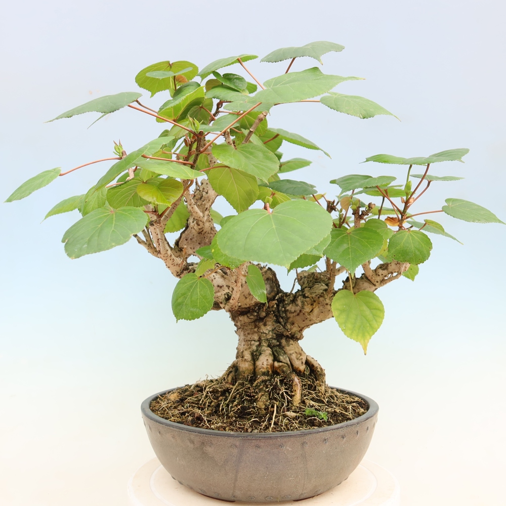 Bonsai da interno - Hibiscus tiliaceus - Ibisco marino