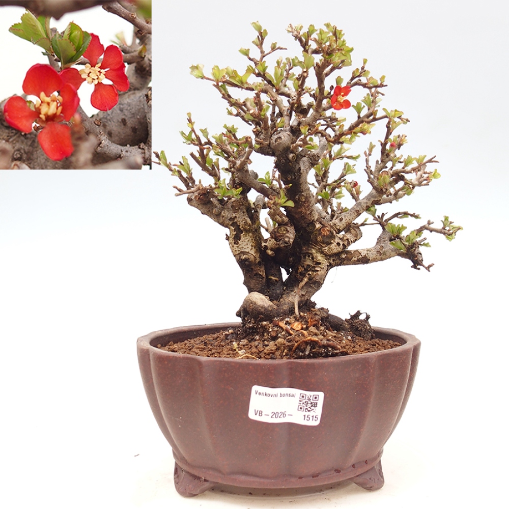 Bonsai da esterno - Chaneomeles speciosa - Cotogno