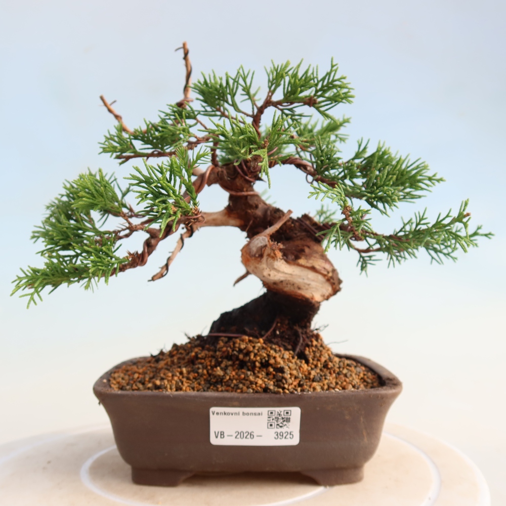 Bonsai da esterno - Juniperus chinensis Itoigawa