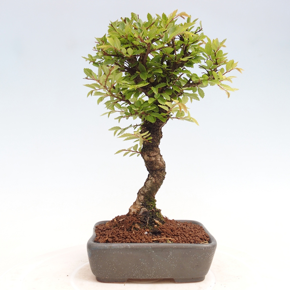 Bonsai da esterno - Zelkova - Zelkova NIRE