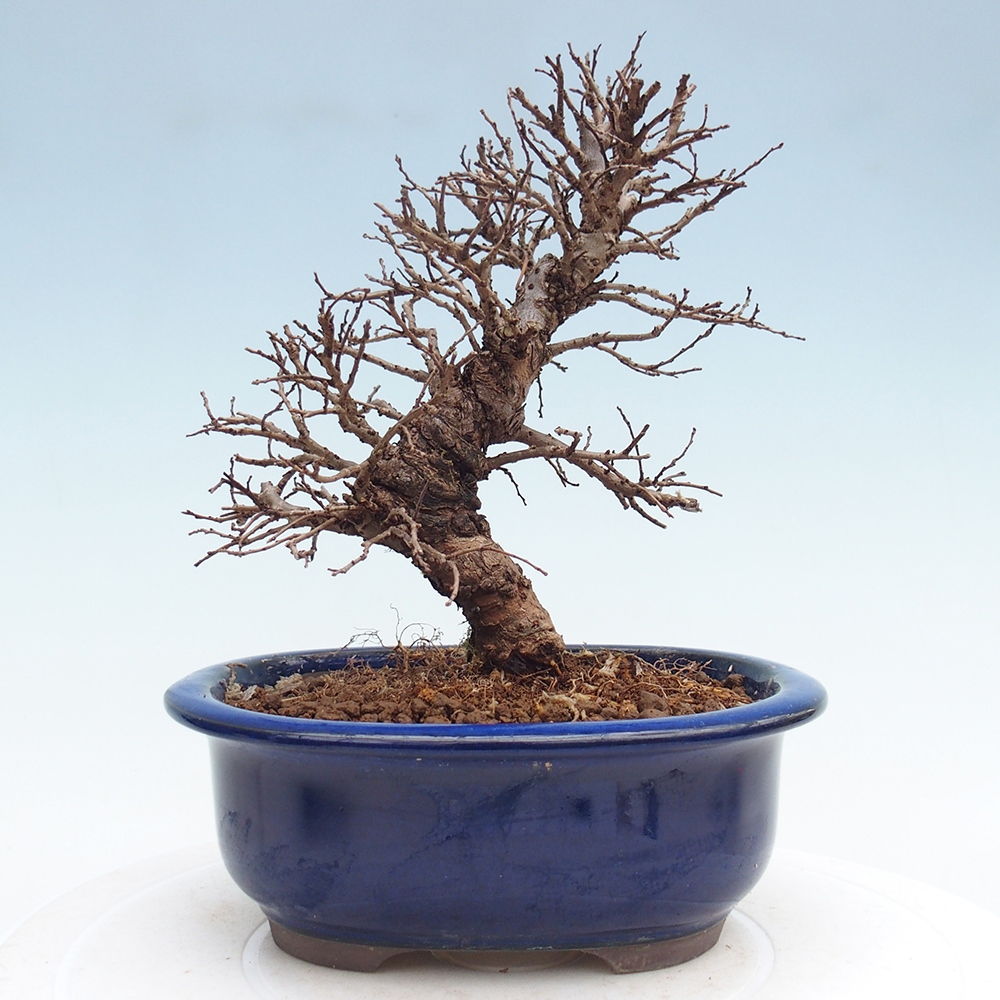 Bonsai da esterno - Zelkova - Zelkova NIRE