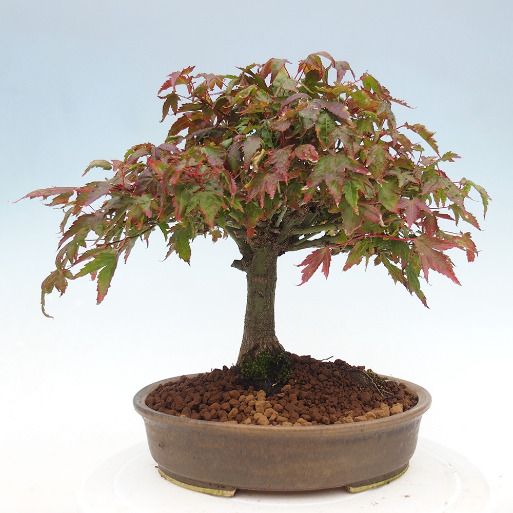 Acer palmatum KIOHIME - Acero palmato