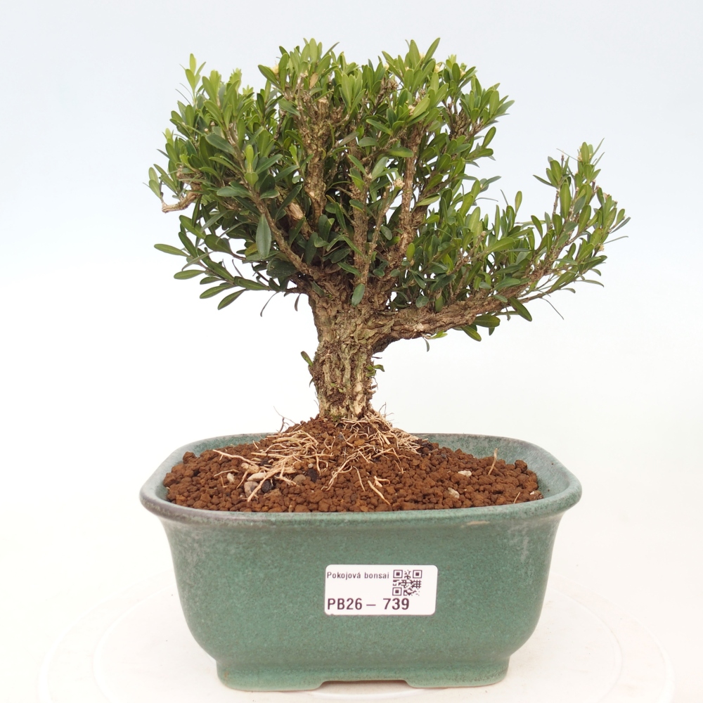 Camera bonsai - Buxus harlandii - buxus da sughero