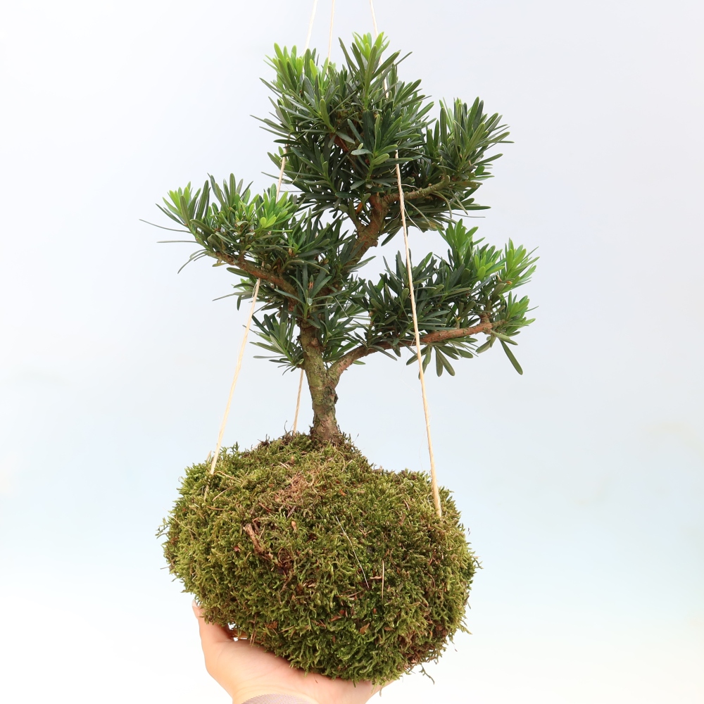 Kokedama in ceramica - Podocarpus - Tasso di pietra