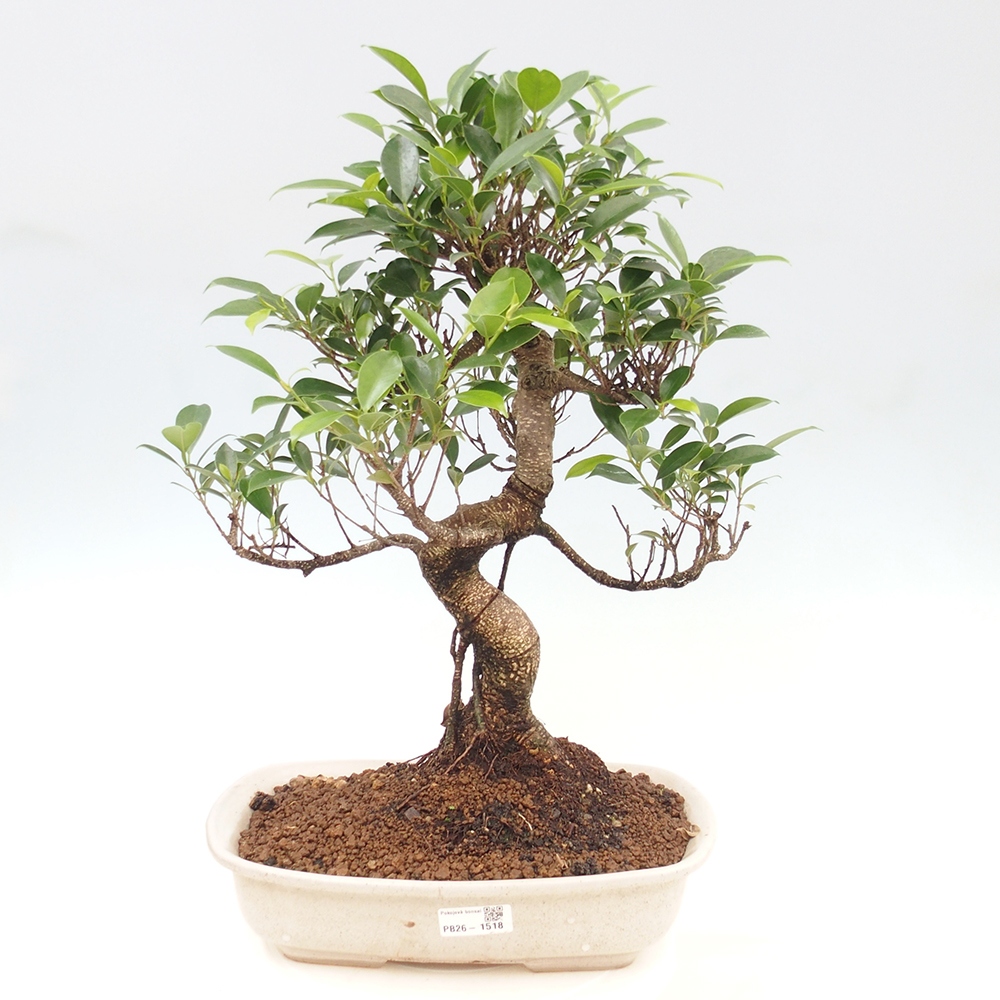 Camera bonsai - Ficus kimmen - ficus a foglie piccole
