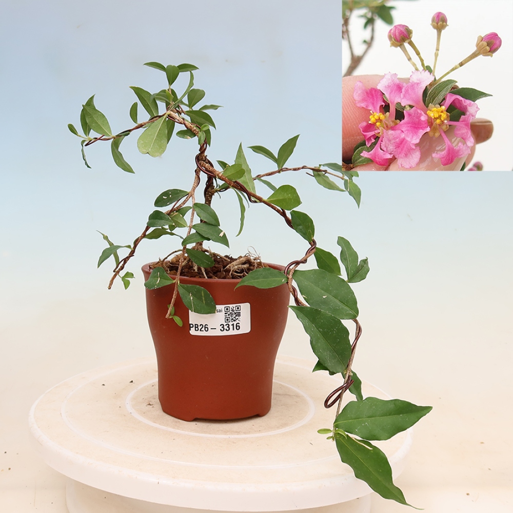 Bonsai da interno - Malpighia delle Barbados - Malpighia glabra 