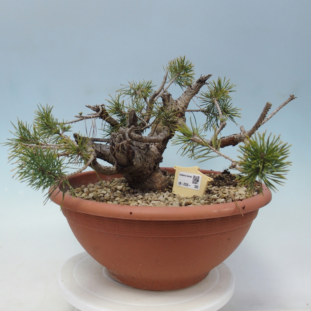 Yamadori - Pinus sylvestris Spagna