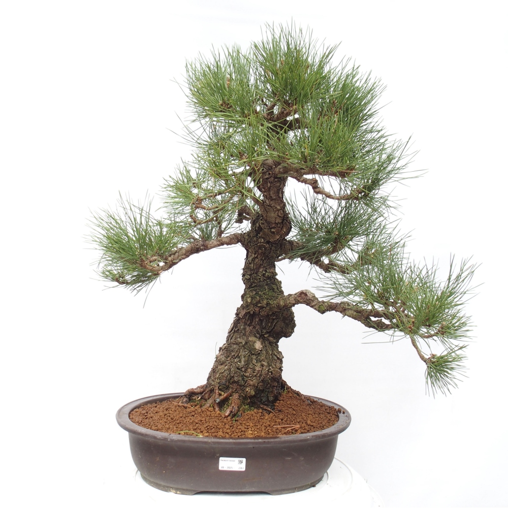 Bonsai da esterno - Pinus thunbergii - Pino di Thunberg
