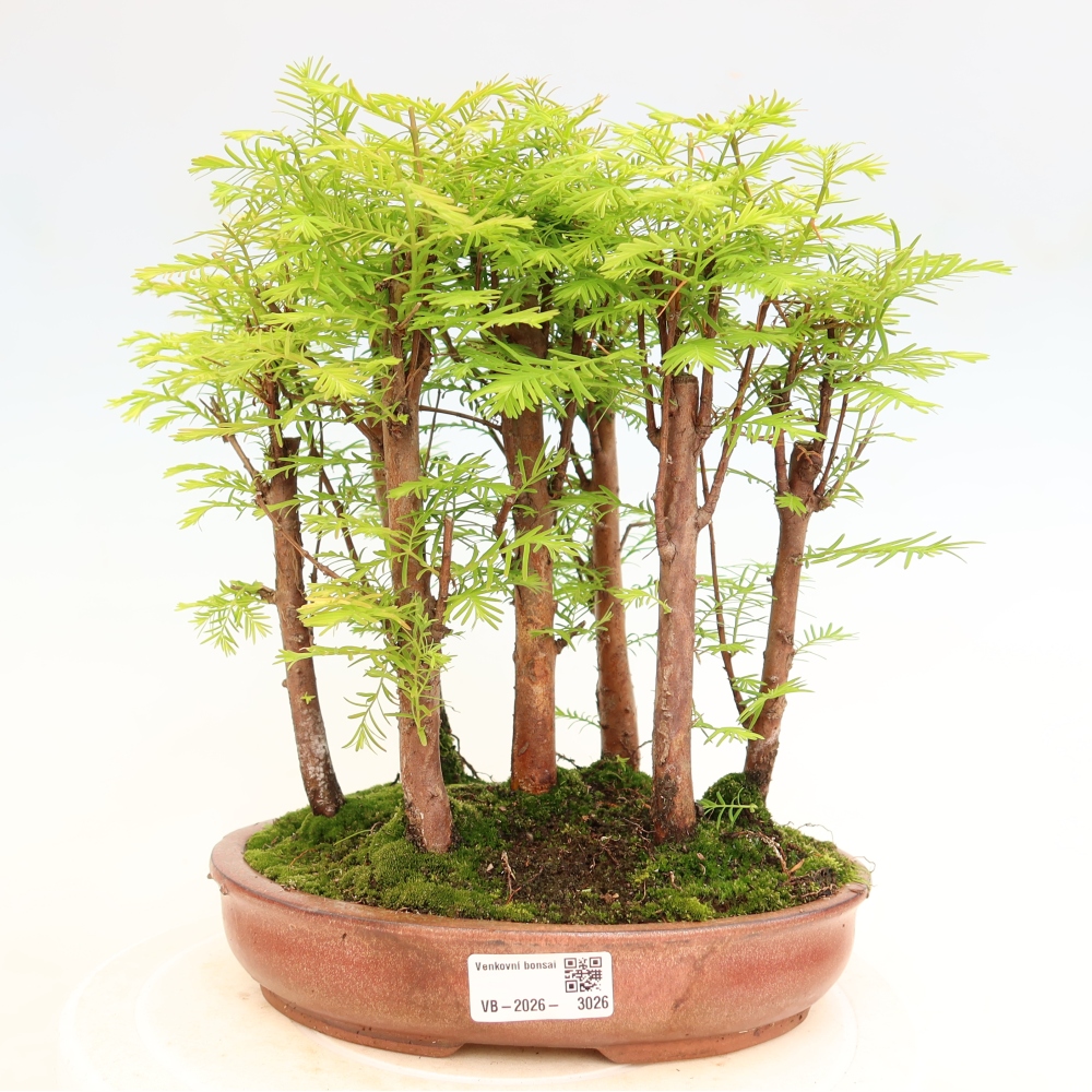 Bonsai da esterno - Metasequoia glyptostroboides - Metasequoia cinese - boschetto