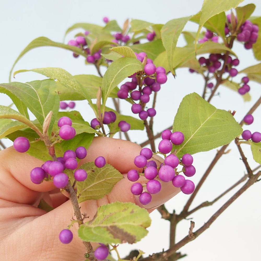 Bonsai da esterno - Callicarpa bodinierova profusione
