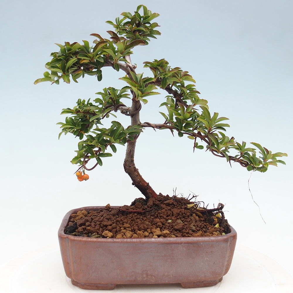 Bonsai da esterno-Pyracantha Teton -Hlox