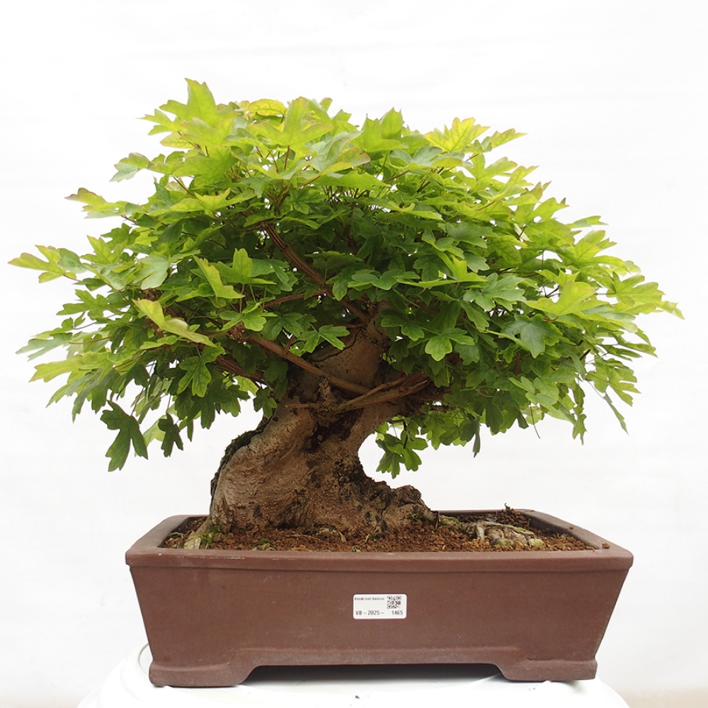 Bonsai da esterno -Javor babyka - Acer campestre