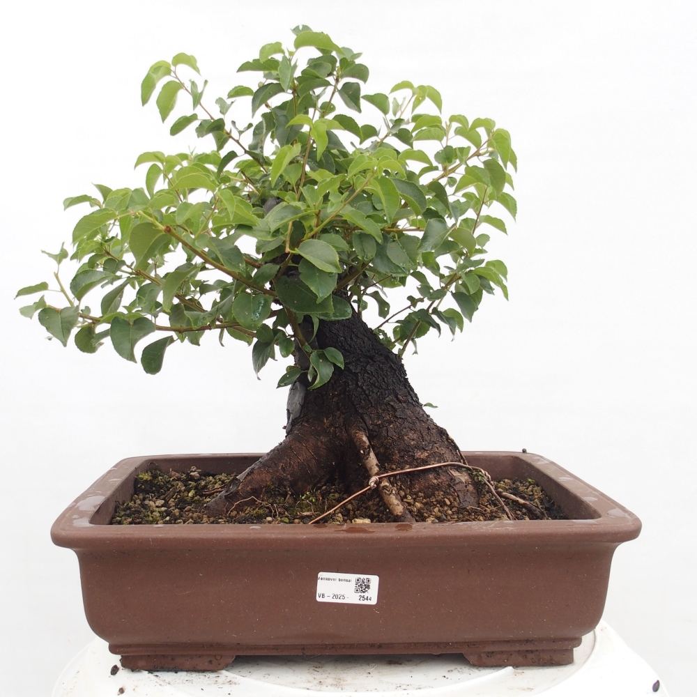 Bonsai da esterno - Mahalebka - Prunus mahaleb