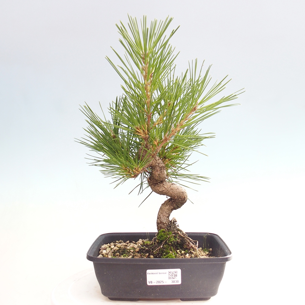 Bonsai da esterno - Pinus thunbergii - Pino di Thunberg