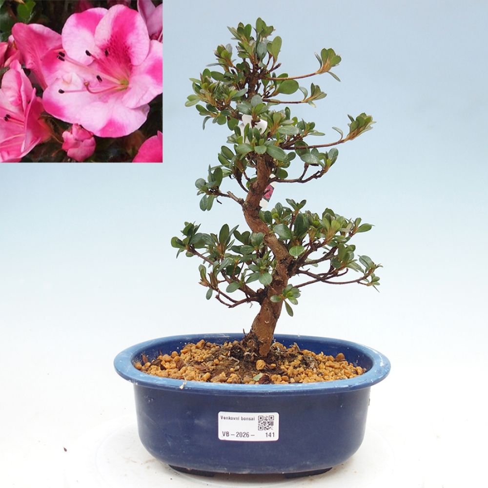 Bonsai da esterno - Azalea giapponese - Azalea Kobai