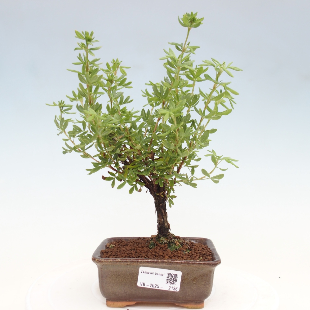 Bonsai da esterno - Potentila fruticosa yellow Bird