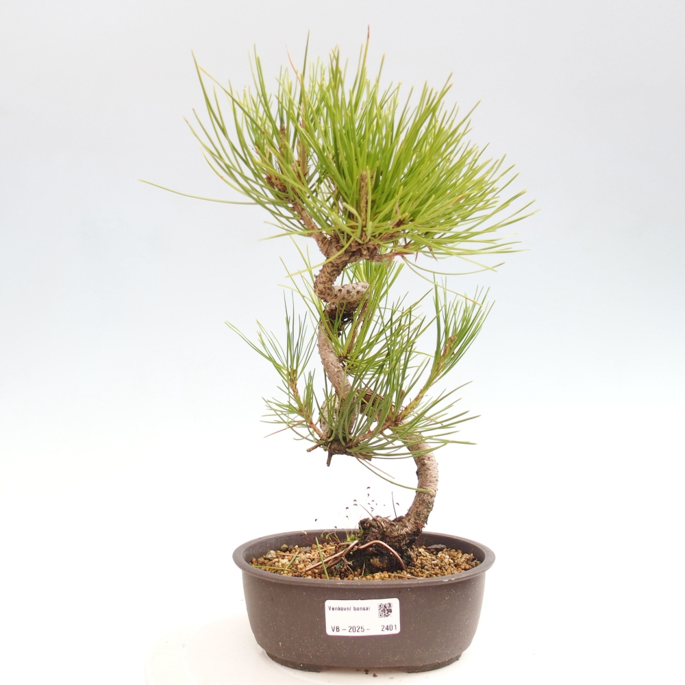 Bonsai da esterno - Pinus thunbergii - Pino di Thunberg