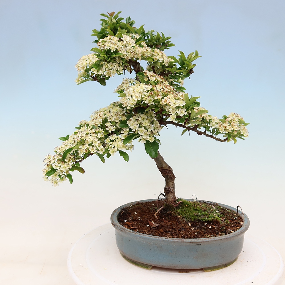 Bonsai da esterno - Pyracantha teton - Pyracantha scarlatta