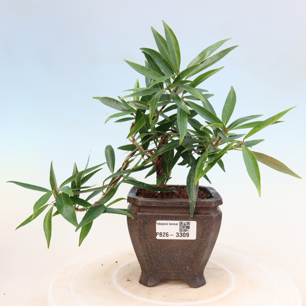 Camera bonsai - Ficus nerifolia - ficus a foglie piccole
