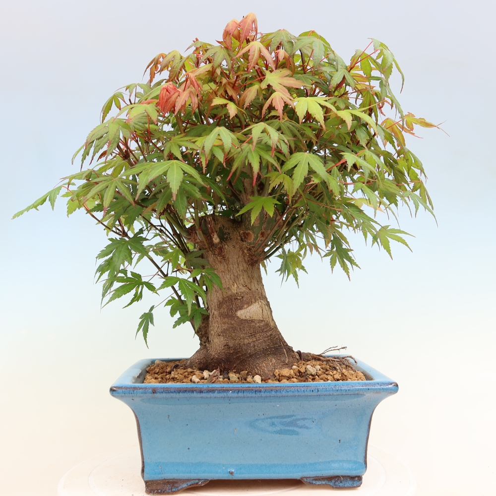 Bonsai da esterno - Acero Burger - Acer Burgerianum