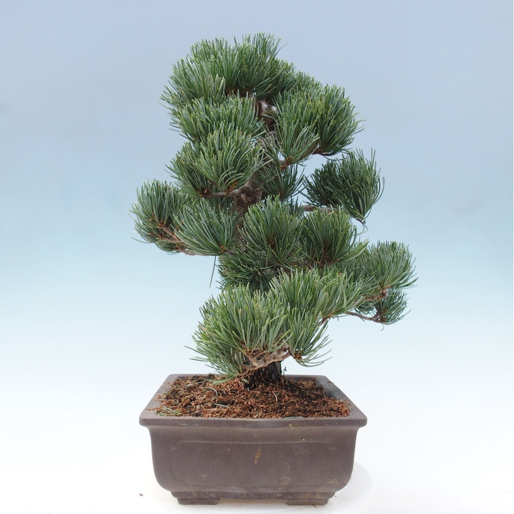 Bonsai da esterno - Pinus parviflora - Pinus parviflora