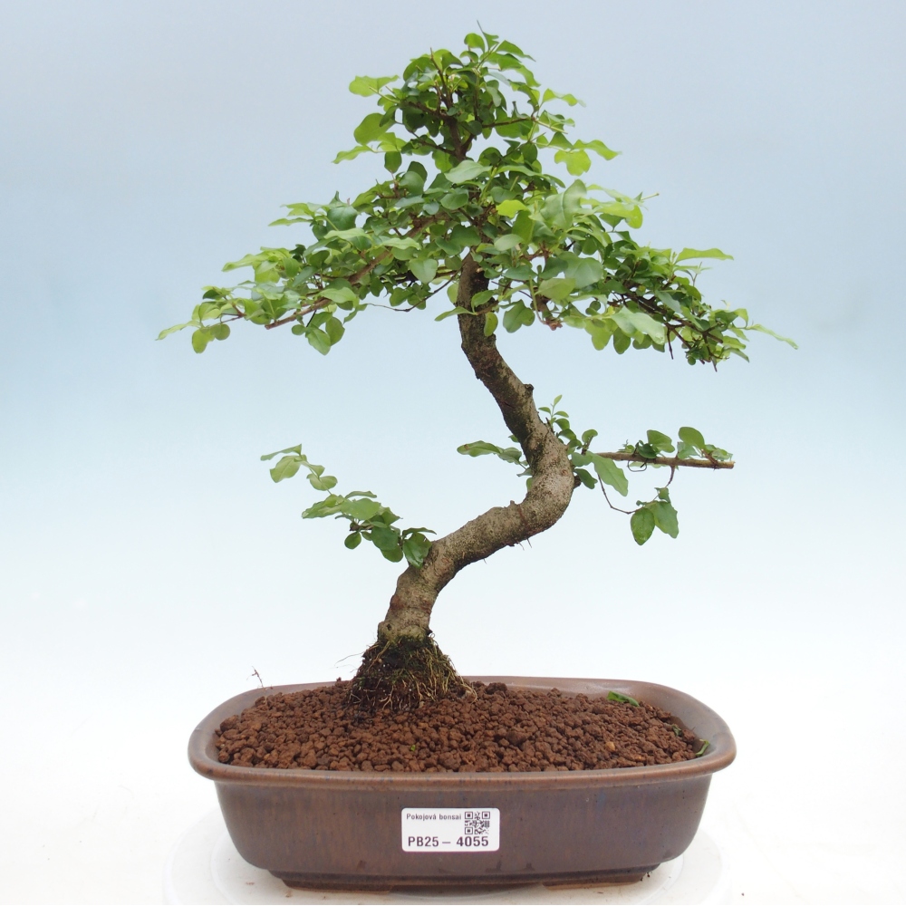 Camera bonsai -Ligustrum chinensis - Becco d'uccello
