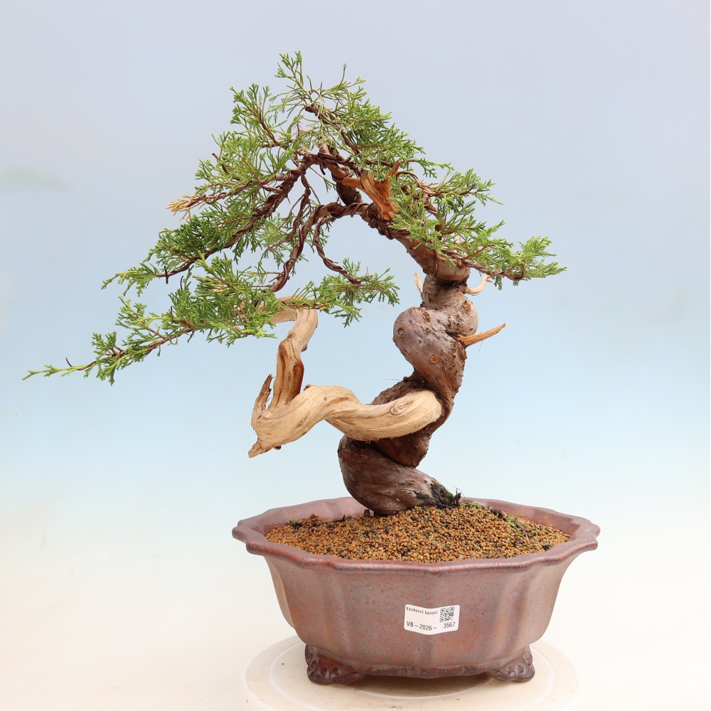 Bonsai da esterno - Juniperus chinensis Itoigawa-Juniperus chinensis