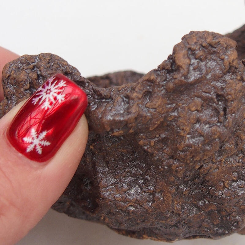 Conchiglia in ceramica 10 x 11 x 9 cm , colore marrone