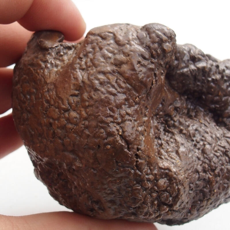 Conchiglia in ceramica 5 x 3 x 5 cm , colore verde-marrone