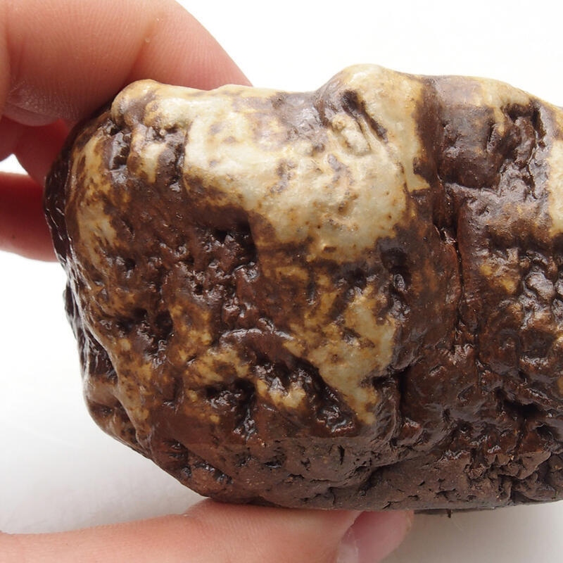 Conchiglia in ceramica 6 x 5 x 4 cm , colore bianco-marrone