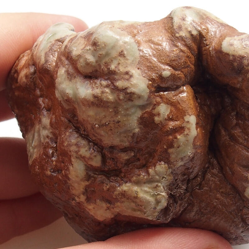 Conchiglia in ceramica 6 x 6 x 5 cm , colore verde-marrone